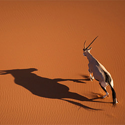 Orix Shadow-Ricardo Cisneros-finalist-landscape-2348