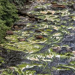 Flowing River-Ricardo Cisneros-finalist-landscape-2350