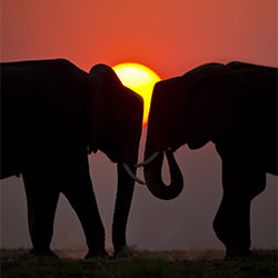 Elephants-Ricardo Cisneros-silver-landscape-2449