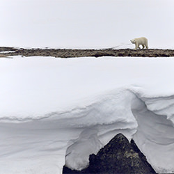 Polar Bear 1-Ricardo Cisneros-finalist-landscape-2353