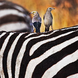 Zebra Companions-Ricardo Cisneros-finalist-landscape-2357