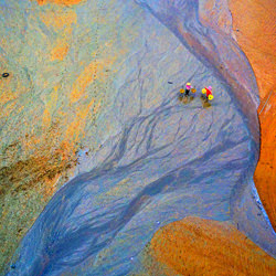 Tree of life-Chinfa Tzeng-finalist-landscape-3620