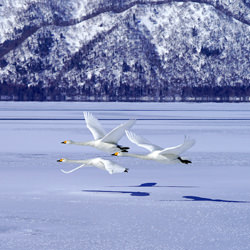 Frozen swan lake-Chinfa Tzeng-bronze-landscape-3425