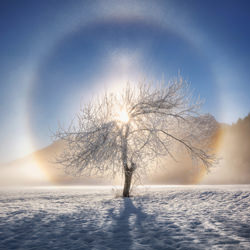 Ring of frost-Ales Krivec-finalist-landscape-3520