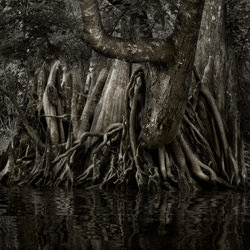 Savannah Swamp 2-Greg Stroube-finalist-landscape-3474