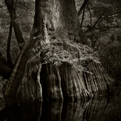 Savannah Swamp 3-Greg Stroube-finalist-landscape-3475