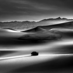 Morning Light Mesquite Dunes-Jack Curran-bronze-landscape-3371