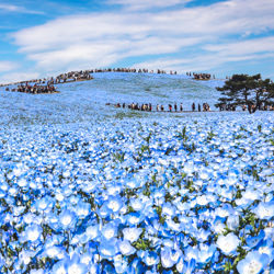 Blue butterfly-Shirley Wung-bronze-landscape-3397