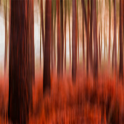 Forest Vibrance-Robert Maynard-finalist-landscape-3459