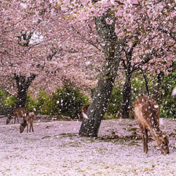 Cherry blossoms fall like snow-Chinfa Tzeng-finalist-landscape-3622