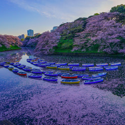 Chidoriga-fuchi cherry blossoms-Chinfa Tzeng-finalist-landscape-3624