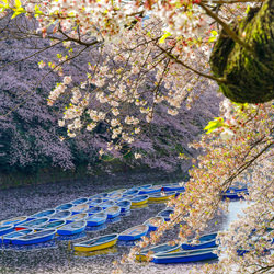 Cherry Blossoms and boats-Chinfa Tzeng-finalist-landscape-3626