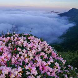 Hehuan Mountain Alpine Azalea-Chinfa Tzeng-finalist-landscape-3628