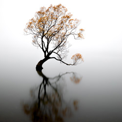 The lonely tree-Maximus Yeung-bronze-landscape-5074