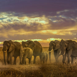 Paseo en elefante al atardecer-Fabrice Delecroix-finalista-paisaje-5343