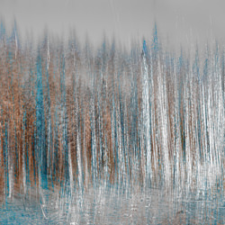 Dying forest / Bark beetle-Vlado Vidra-finalist-landscape-5164