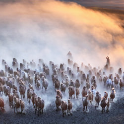 Horse race-Shirley Wung-finalist-landscape-5177