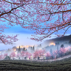 Cherry blossoms in the mist-Shirley Wung-finalist-landscape-5179