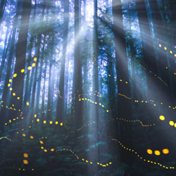 Misty fireflies in forest-Shirley Wung-finalist-landscape-5181