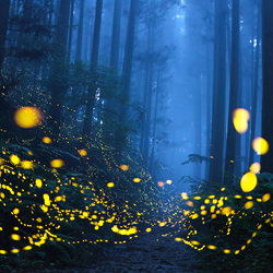 Misty fireflies (森林.樹)-Shirley Wung-bronze-landscape-5035