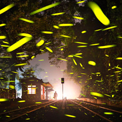 Time Traveler under the Fireflies-Shirley Wung-bronze-landscape-5038