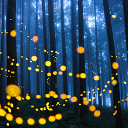Firefly light-Shirley Wung-finalist-landscape-5189