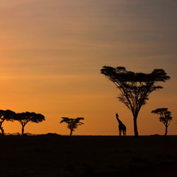 SUNRISE IN THE SAVANNAHS-Sheila Verghis-finalist-landscape-5171