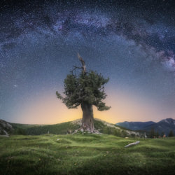 L'albero-Daniel Trippolt-bronzo-paesaggio-5142