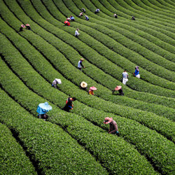 tea garden-Shirley Wung-bronze-landscape-5049