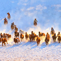 Horse racing in the snow-Shirley Wung-finalist-landscape-5207