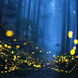 Misty fireflies-Shirley Wung-bronze-landscape-5050