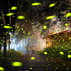 Fluorescent ball on summer night-Shirley Wung-finalist-landscape-5213