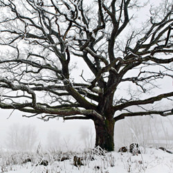 Tree Of Life-Elmer Laahne-finalist-landscape-7152