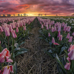 Tulips-Markus Van Hauten-finalist-landscape-7138