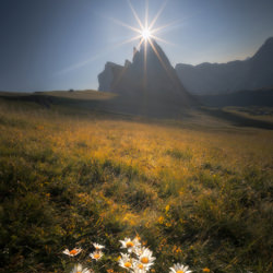 THE DAISIES AND THE STAR-Alessandro Mo-finalist-landscape-7283