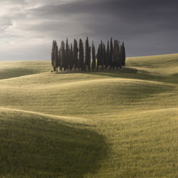 Cypresses-Mattia Frenguelli-finalist-landscape-7245