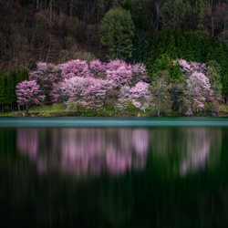 Lakeside cherry trees-Masahiro Hiroike-bronze-landscape-7094
