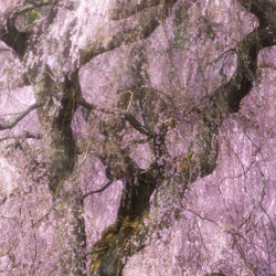 Sakura-Masahiro Hiroike-finalist-landscape-7311