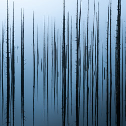 Withered trees-Masahiro Hiroike-finalist-landscape-7312