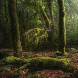 Laurisilva Forest-Carlos Solinis Camalich-silver-landscape-7342