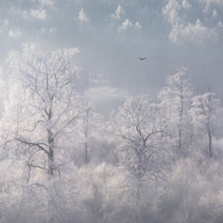 Frozen Giants-Alexander Lauterbach-finalist-landscape-7179