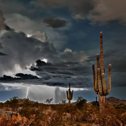 Saguaro solace-Edward Mitchell-finalist-landscape-7318