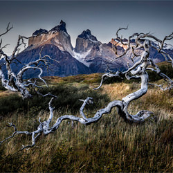 The Rock Tree-Alexandre Siqueira-bronze-landscape-6993