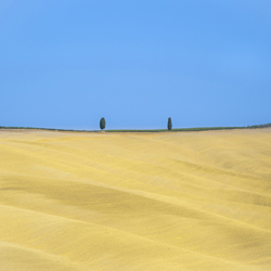 Les couleurs estivales de la campagne toscane - Deux cyprès amoureux et lointains-Andrea Toxiri-finaliste-paysage-10387