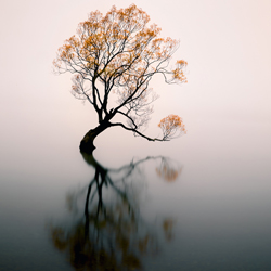The mystic tree-Maximus Yeung-finalist-landscape-10426