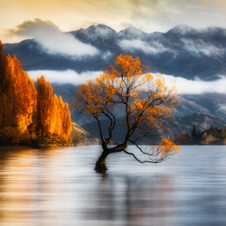 That Wanaka Tree-Maximus Yeung-bronze-landscape-10207