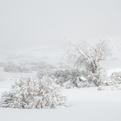 A dead tree frozen in the eternity-Mathew Riegel-bronze-landscape-10209