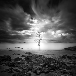 Árbol muerto solitario en una nube dramática-Justinus Sukotjo-finalist-landscape-10408