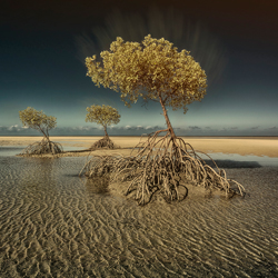 3 Trees-Steve Turner-finalist-landscape-10269