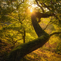 Sparkling autumn-Anke Butawitsch-finalist-landscape-10388